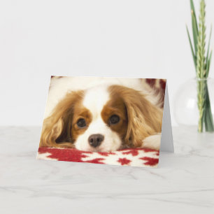 Cartão De Festividades Snowflake Cavalier King Charles Spaniel Card