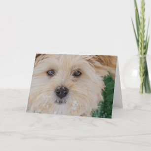 Cartão De Festividades Snowy Havanese Puppy Card