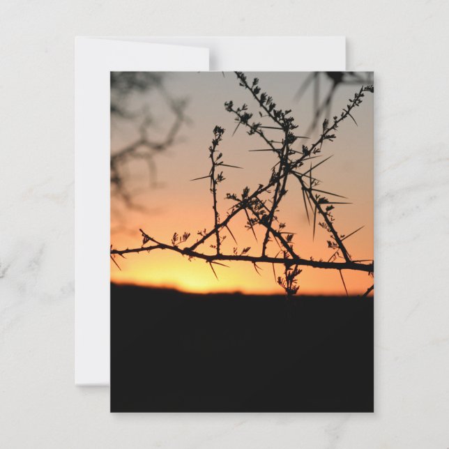 Cartão De Festividades Sol africano com silhueta espinhal de acácia (Frente)