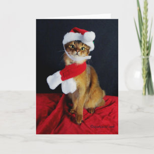 Cartão De Festividades Somali Cat Holiday Greeting Card