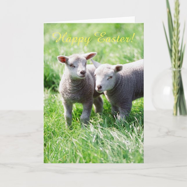 Cartão De Festividades Spring lambs Easter card (Frente)