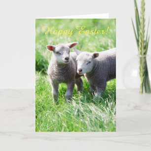Cartão De Festividades Spring lambs Easter card