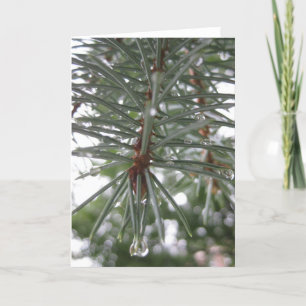 Cartão De Festividades Spruce with water droplets
