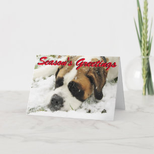 Cartão De Festividades St Bernard Christmas card