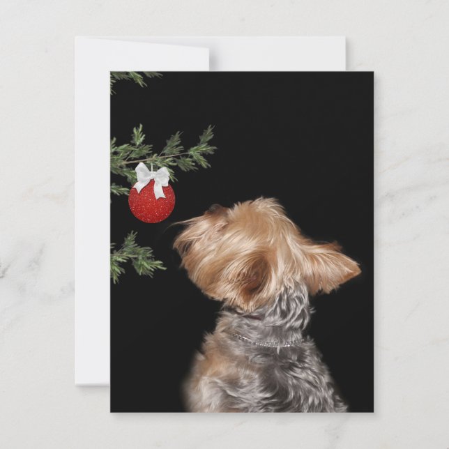 Cartão De Festividades Tentação de Natal Yorkie (Frente)