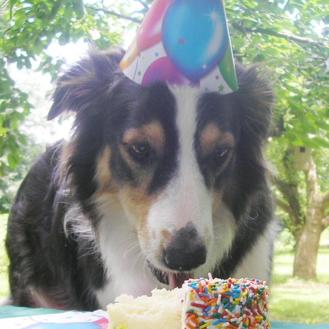 Cartão De Festividades "Ter seu bolo e comê-lo também!" (Criador carregado)