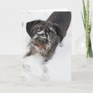 Cartão De Festividades Terrier with a snowy nose Christmas