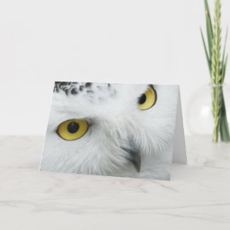 Cartão De Festividades The Yellow Eyed Owl Valentine Card