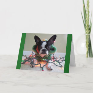 Cartão De Festividades This ELF stuff is WORK!