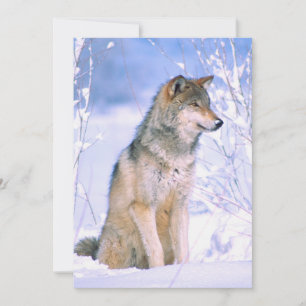 Cartão De Festividades Timber Wolf Sentado em Neve