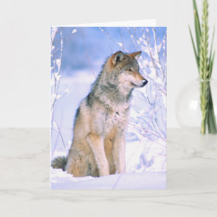 Cartão De Festividades Timber Wolf Sentado em Neve