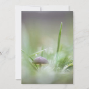 Cartão De Festividades Tiny Mushroom Nature Foto