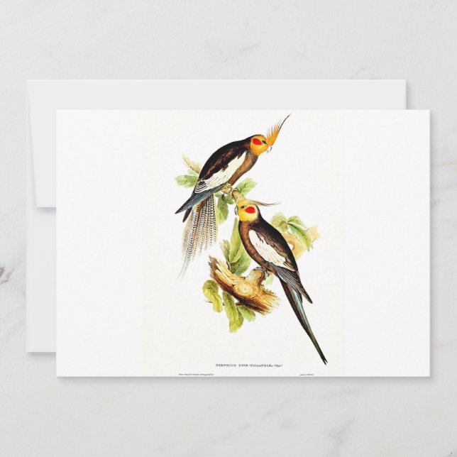 Cartão De Festividades Tomada de Cockatoo (Frente)