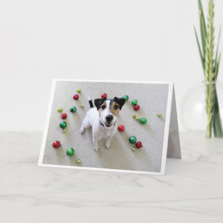 Cartão De Festividades Tossed Ornaments Jack Russell Terrier card