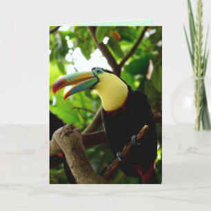 Cartão De Festividades toucan bird greeting card