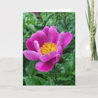 Cartão De Festividades Tree Peony Blank Note Card