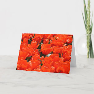 Cartão De Festividades Tulipas laranja gigantes