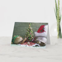 Turtle Christmas