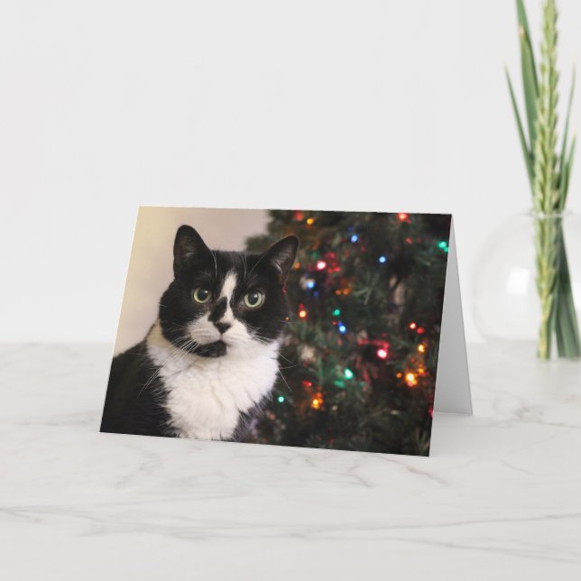 Cartão De Festividades Tuxedo Cat Christmas Card (Frente)