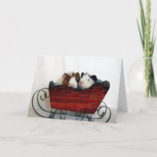 Cartão De Festividades Two Guinea Pigs in a Sleigh, Christmas