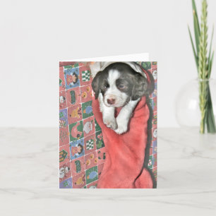 Cartão De Festividades Um Cachorro Para O Natal