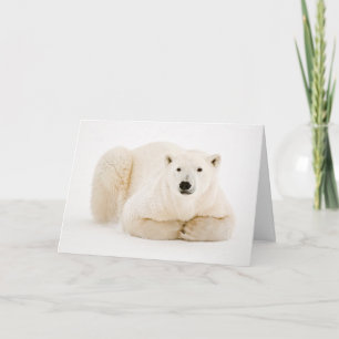 Cartão De Festividades Urso Polar Descansado no Gelo da Baía de Hudson