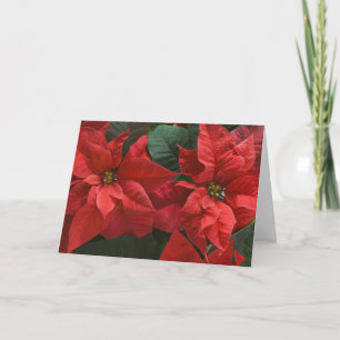 Cartão De Festividades USA, WA, Red Poinsettia Detail (Euphorbia