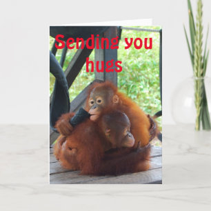 Cartão De Festividades Valentine Hug Orangutan Animal Love