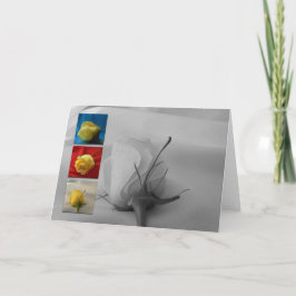 Cartão De Festividades Valentine's Day Card-White Rose