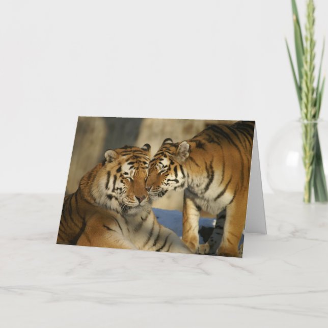 Cartão De Festividades Valentine's Day Tigers Greeting Card (Frente)