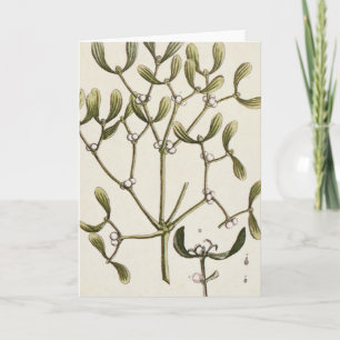 Cartão De Festividades Visco "de um erval curioso", 1782