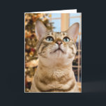 Cartão De Festividades Waiting for Santa<br><div class="desc">A lovely photo of a golden colored bengal kitten staring pensively into the sky in front of a slightly out of focus Christmas tree and lights as if it is sitting waiting for a gift from Santa Claus</div>