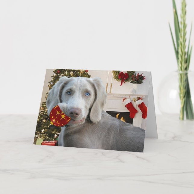 Cartão De Festividades Weimaraner Christmas Ornament Cards (Frente)