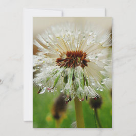 Cartão De Festividades Wet Dandelion
