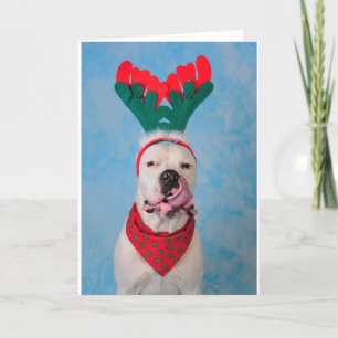 Cartão De Festividades Where's my egg nog?