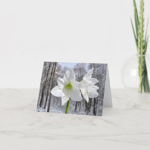 Cartão De Festividades White Amaryllis e Snow I
