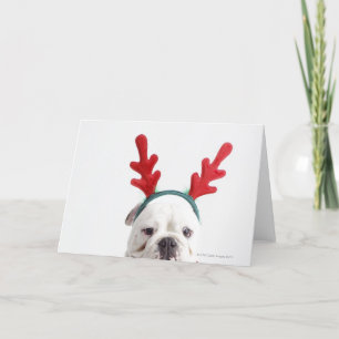 Cartão De Festividades white background, white male bulldog, red