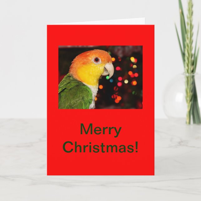 Cartão De Festividades White Bellied Caique Parrot Merry Christmas (Frente)