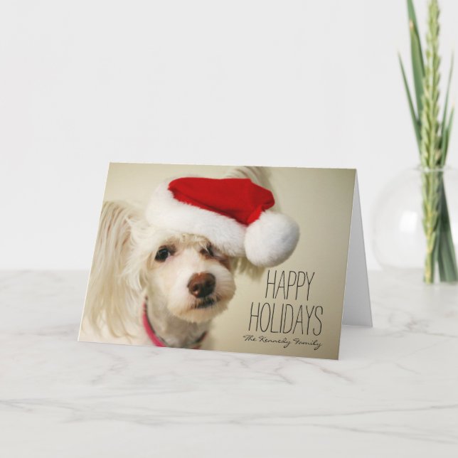 Cartão De Festividades White chinese crested powderpuff dog (Frente)