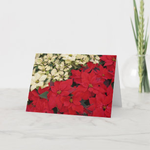 Cartão De Festividades White e Red Poinsettias I Feriado Floral