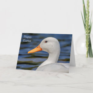 Cartão De Festividades White Mallard Duck