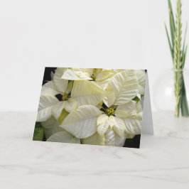 Cartão De Festividades White Poinsettias