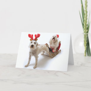 Cartão De Festividades white schnoodle standing with red christmas