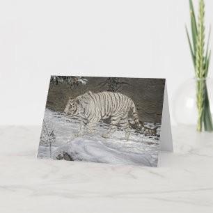 Cartão De Festividades White Tiger Stalking in Snow Holiday Card
