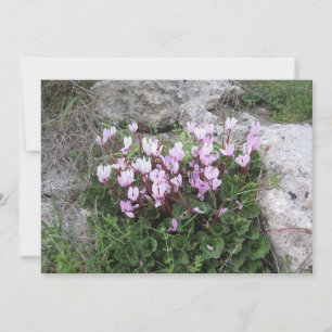 Cartão De Festividades Wild Cyclamen