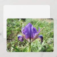 Wild Iris