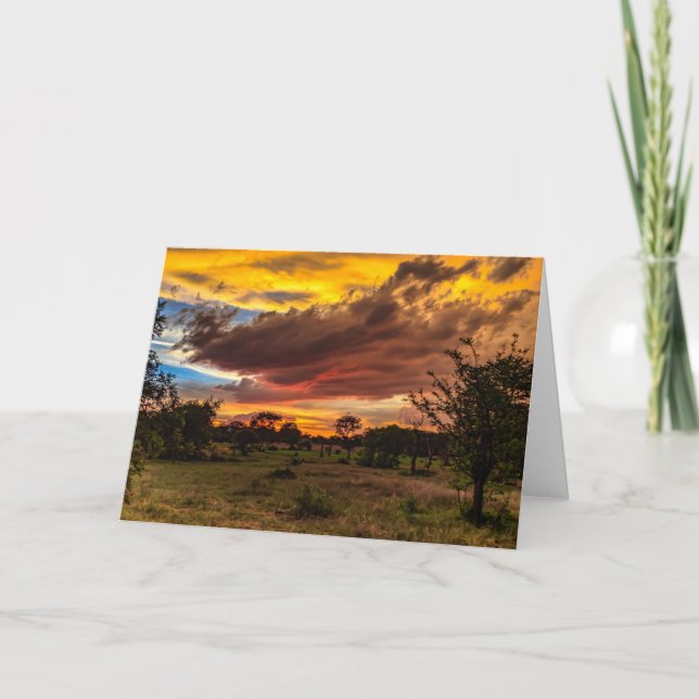 Cartão De Festividades Wild sunset, South Africa (Frente)