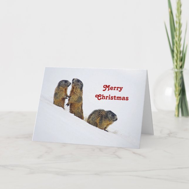 Cartão De Festividades Wildlife Marmots Snow Photo Christmas (Frente)