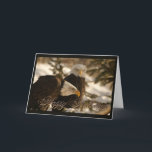 Cartão De Festividades Winter Bald Eagles Christmas Card<br><div class="desc">This beautiful photograph by Montana artist,  Lori Blaylock depicts two beautiful Montana bald eagles. A card anyone would love to receive. Celebrate Christmas the Montana way! Happy Holidays!</div>