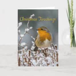 Cartão De Festividades Winter Robin White Christmas